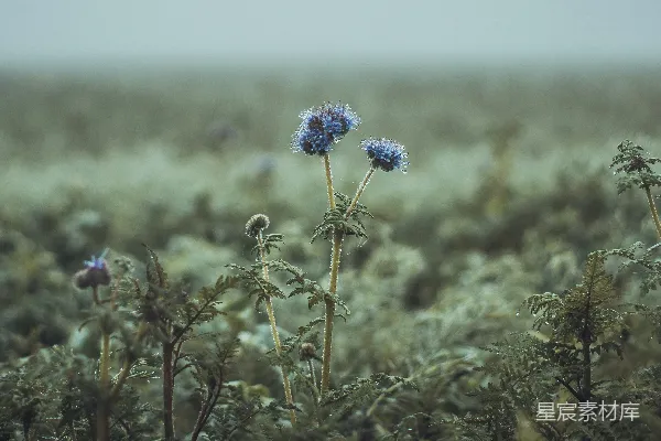 高清摄影 雨后草地上的蓝色花朵
