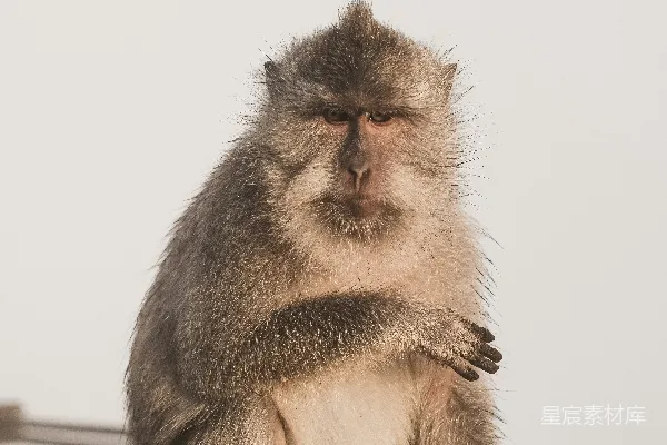 高清摄影 严肃的猴子