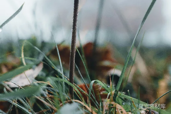 高清摄影 雾中菇影