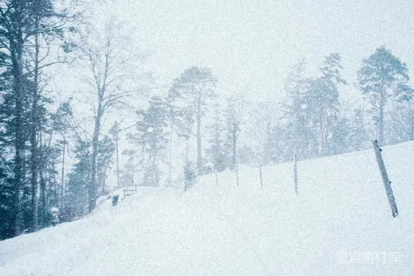 高清摄影 雪中的宁静森林