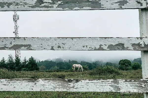 高清摄影 雾中草地上的马