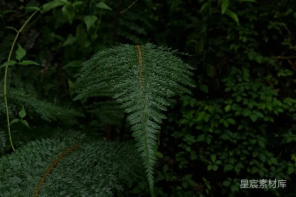 高清摄影 深林中的蕨类植物