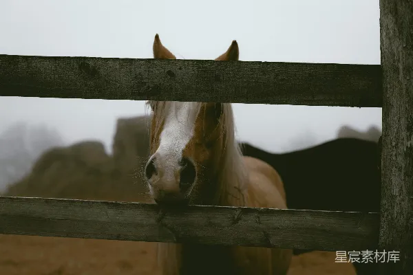 高清摄影 透过栅栏的马