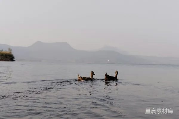 高清摄影 水中的鸭子与朦胧山景