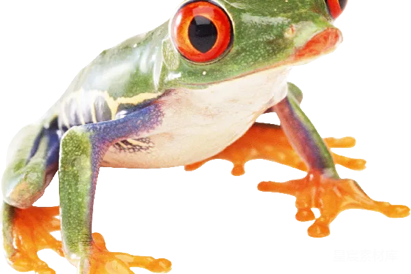 元素素材 青蛙
