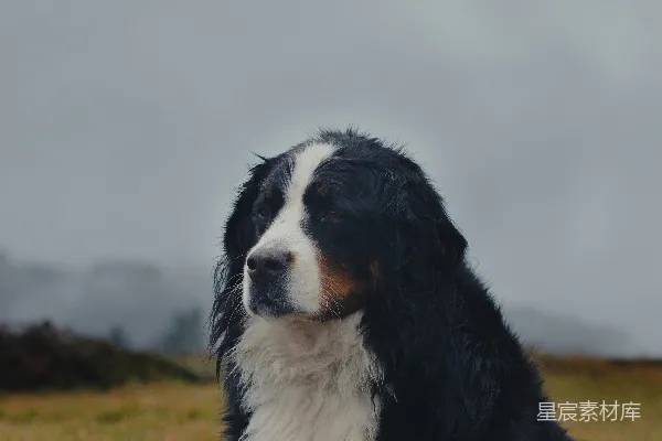 高清摄影 雨中守望的瑞士山地犬
