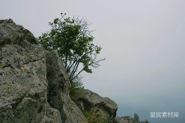高清摄影 山巅孤树