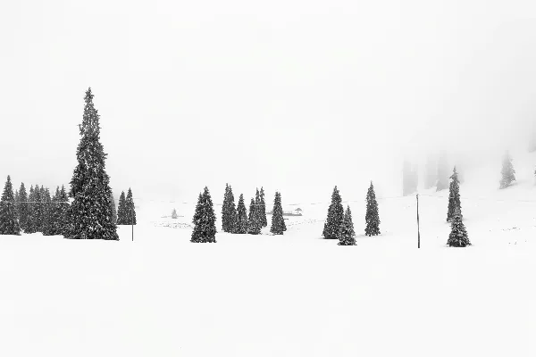 高清摄影 雪地松树