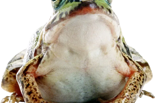 元素素材 青蛙