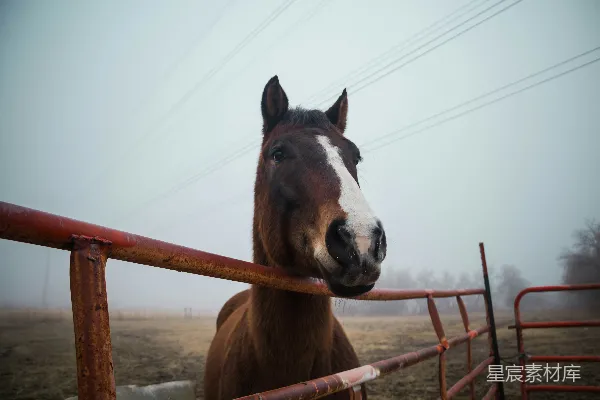 高清摄影 雾中的马：宁静与好奇