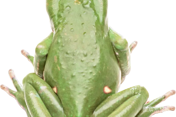 元素素材 青蛙