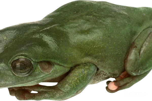 元素素材 青蛙