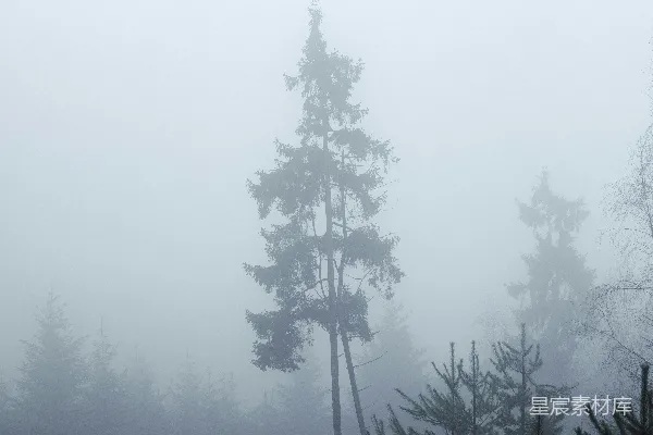 高清摄影 雾中的松树林