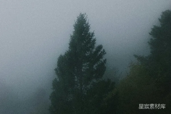 高清摄影 雾中的松树