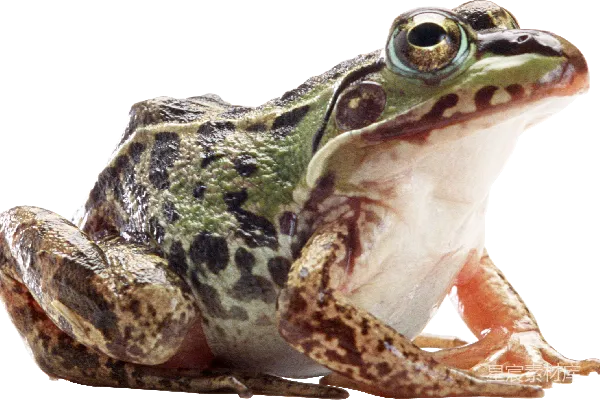 元素素材 青蛙