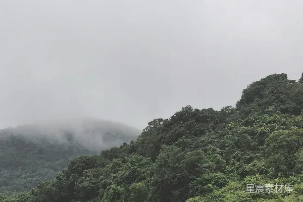 高清摄影 雾中的森林