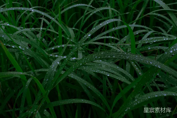 高清摄影 清晨的露珠