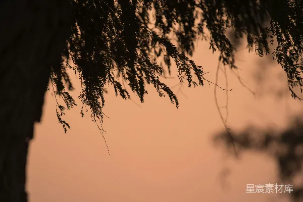 高清摄影 树影下的夕阳