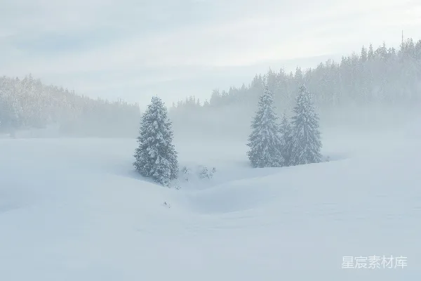 高清摄影 冬日雪景：松林与宁静