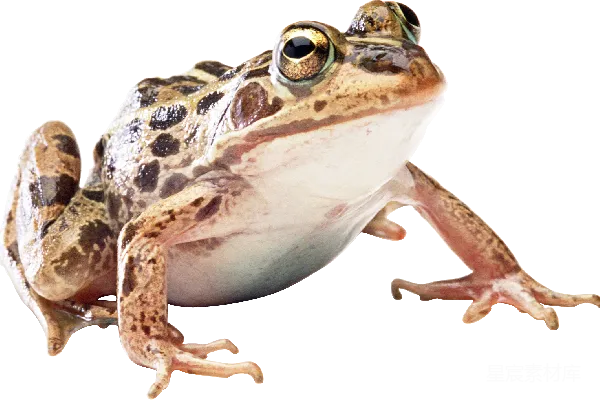 元素素材 青蛙
