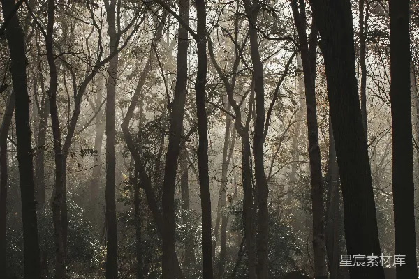 高清摄影 晨光中的森林