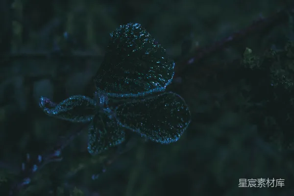 高清摄影 夜色中的冰晶花朵