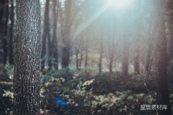 高清摄影 晨光穿透森林