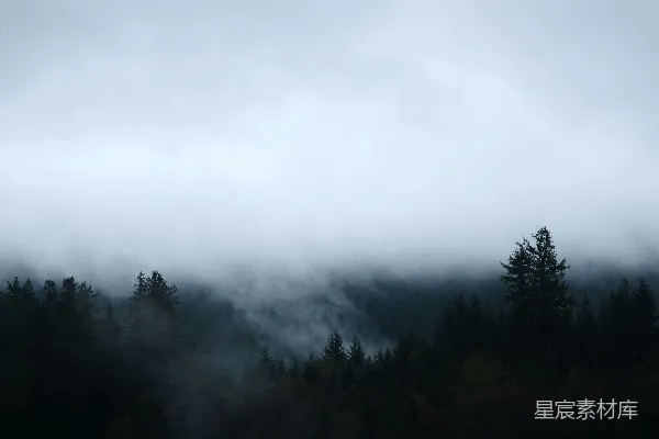高清摄影 雾中的森林