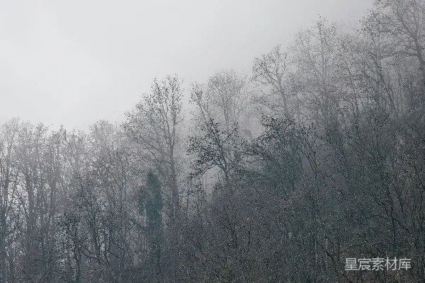 高清摄影 雾中的森林