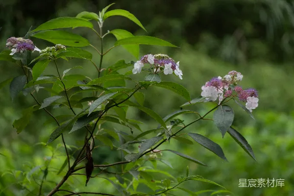高清摄影 夏日绿意中的绣球花