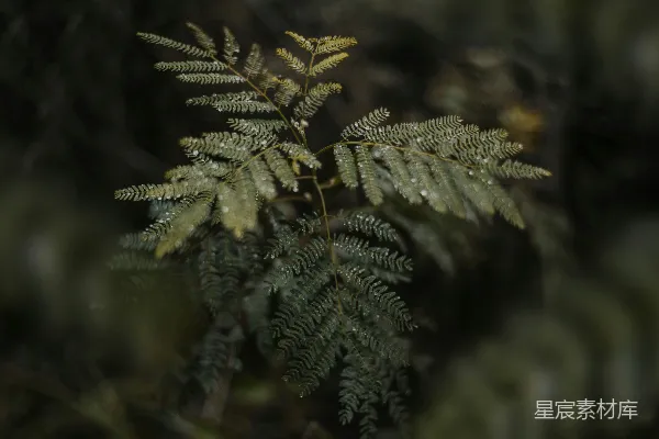 高清摄影 雨后嫩叶