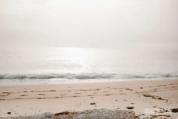 高清摄影 海滩上的漂流木