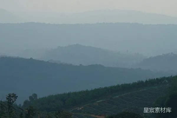 高清摄影 雾中茶园