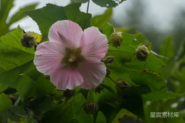 高清摄影 粉色芙蓉花