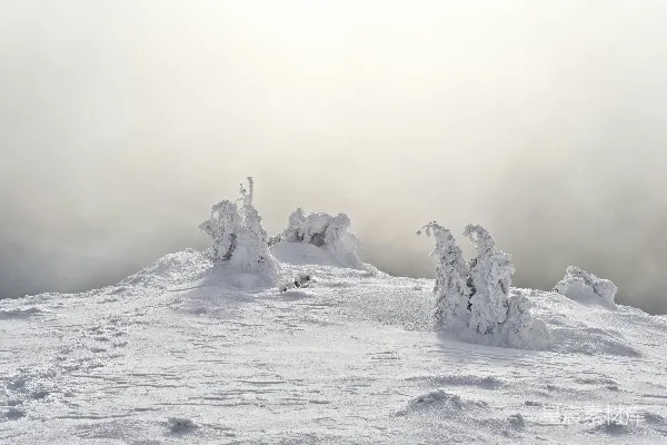 高清摄影 雪覆枯枝的冬日风景