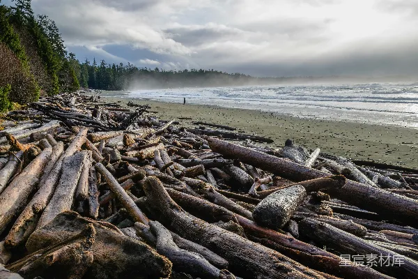 高清摄影 被冲刷的海滩与枯木