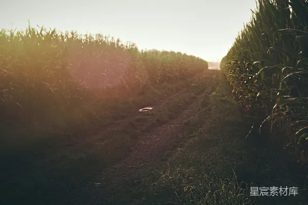 高清摄影 夕阳下的乡间小路