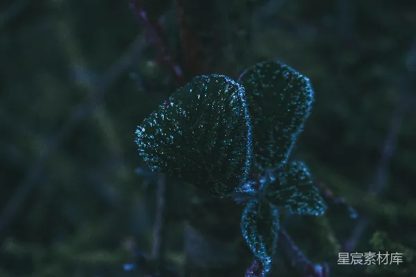 高清摄影 晨露中的绿色植物