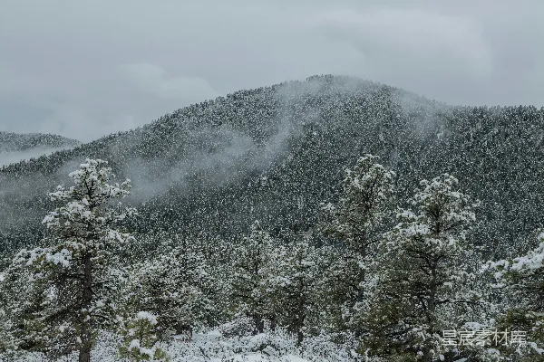 高清摄影 雪后松林
