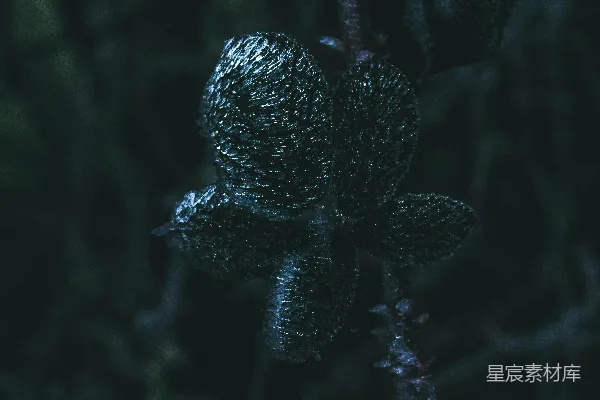 高清摄影 晨露中的植物