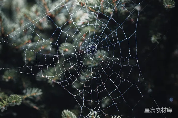 高清摄影 清晨的露珠蜘蛛网