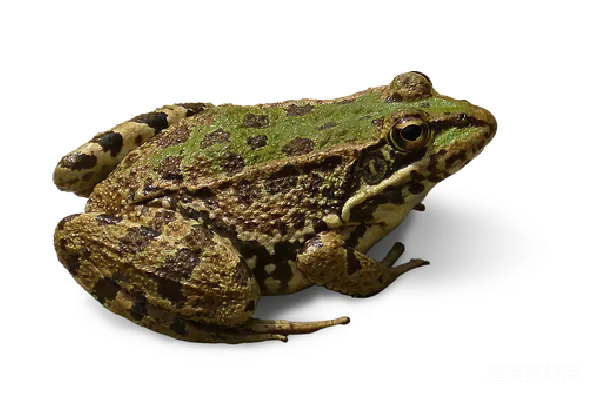 元素素材 青蛙