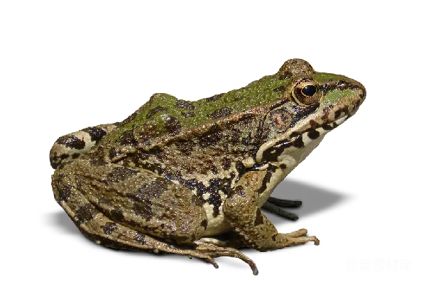 元素素材 青蛙