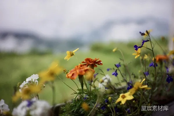 高清摄影 雨后花园的色彩盛宴
