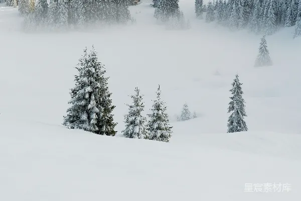 高清摄影 雪地松林