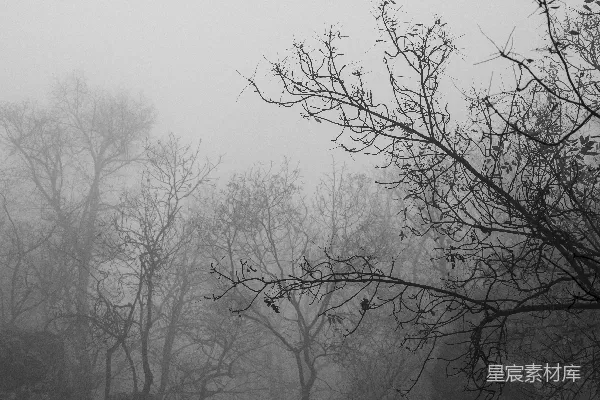 高清摄影 雾中森林