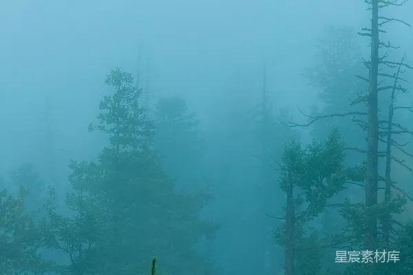 高清摄影 雾中的松树林