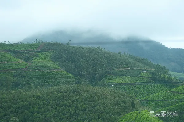 高清摄影 云雾缭绕的茶园
