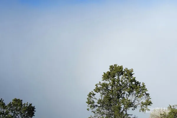 高清摄影 雪后山巅松柏图