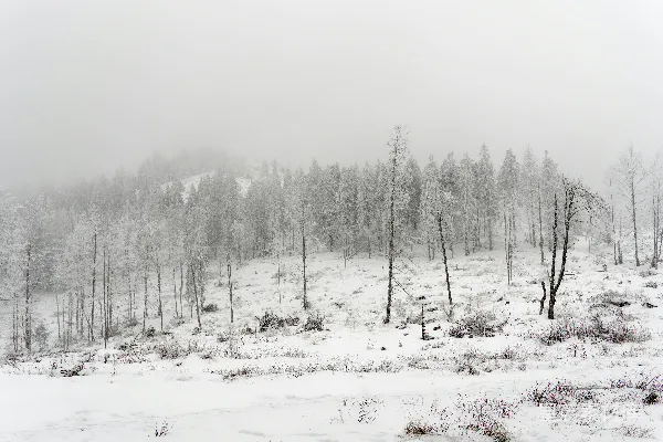高清摄影 冬日雪景中的松树林